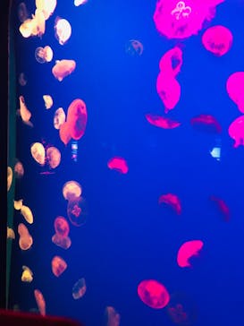 大分マリーンパレス水族館 「うみたまご」に投稿された画像（2021/4/2）