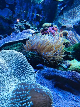 大分マリーンパレス水族館 「うみたまご」に投稿された画像（2021/4/2）