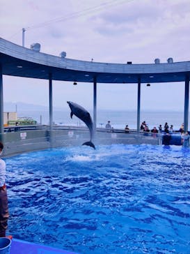 大分マリーンパレス水族館 「うみたまご」に投稿された画像（2021/4/2）