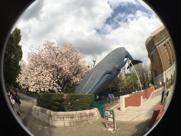 国立科学博物館に投稿された画像（2021/4/2）