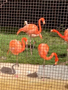 天王寺動物園に投稿された画像（2021/4/2）