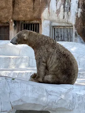 天王寺動物園に投稿された画像（2021/4/2）