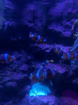 サンシャイン水族館に投稿された画像（2021/4/2）