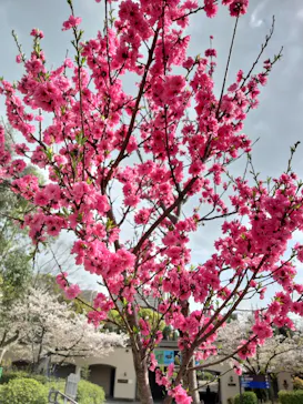 天王寺動物園に投稿された画像（2021/4/2）