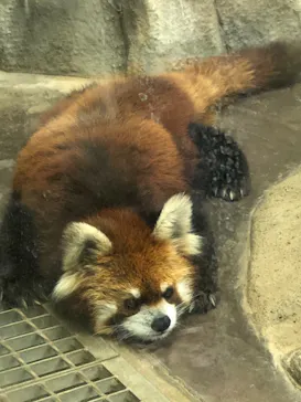 天王寺動物園に投稿された画像（2021/4/2）