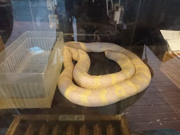 おきなわワールドに投稿された画像（2021/4/2）