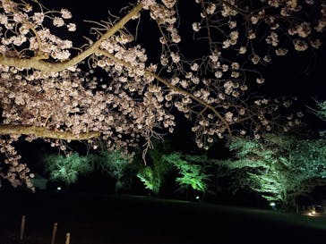 二条城×ネイキッド 二条城夏まつり2021に投稿された画像（2021/4/3）