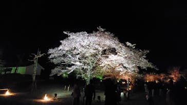 二条城×ネイキッド 二条城夏まつり2021に投稿された画像（2021/4/3）