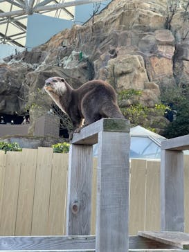横浜・八景島シーパラダイスに投稿された画像（2021/4/3）