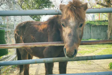 天王寺動物園に投稿された画像（2021/4/3）