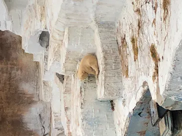 天王寺動物園に投稿された画像（2021/4/3）