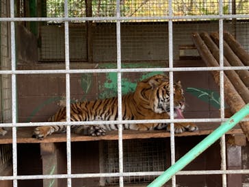 しろとり動物園に投稿された画像（2021/4/3）