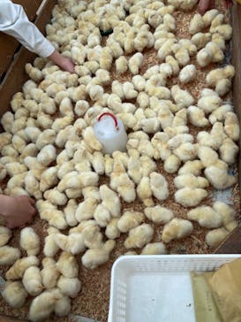 しろとり動物園に投稿された画像（2021/4/3）