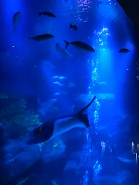 すみだ水族館に投稿された画像（2021/4/3）