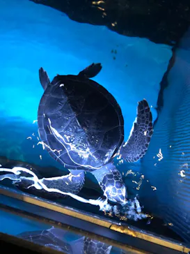 すみだ水族館に投稿された画像（2021/4/3）