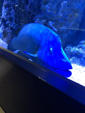 すみだ水族館に投稿された画像（2021/4/3）