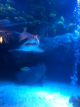 すみだ水族館に投稿された画像（2021/4/3）