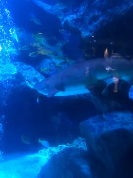 すみだ水族館に投稿された画像（2021/4/3）