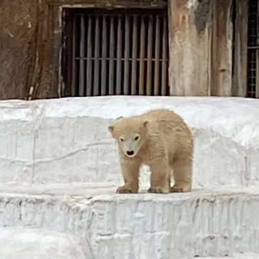 天王寺動物園に投稿された画像（2021/4/3）