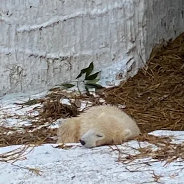 天王寺動物園に投稿された画像（2021/4/3）