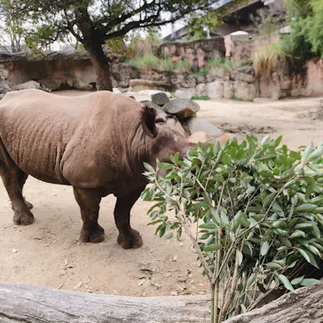 天王寺動物園に投稿された画像（2021/4/3）