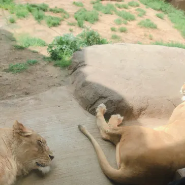 天王寺動物園に投稿された画像（2021/4/3）