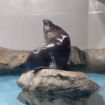 マクセル アクアパーク品川に投稿された画像（2021/4/3）