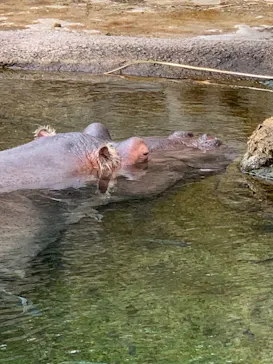 天王寺動物園に投稿された画像（2021/4/3）
