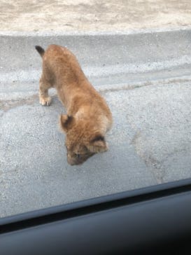 群馬サファリパークに投稿された画像（2021/4/3）