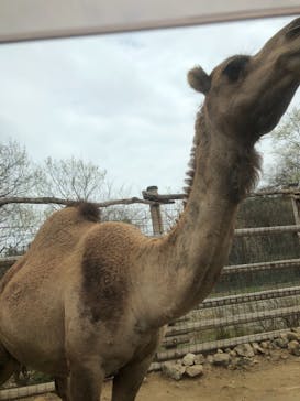 群馬サファリパークに投稿された画像（2021/4/3）