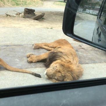 群馬サファリパークに投稿された画像（2021/4/3）