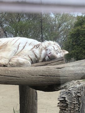 群馬サファリパークに投稿された画像（2021/4/3）