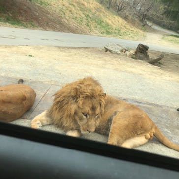 群馬サファリパークに投稿された画像（2021/4/3）