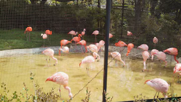 天王寺動物園に投稿された画像（2021/4/3）