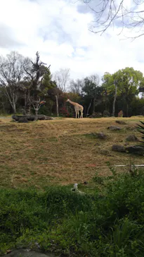 天王寺動物園に投稿された画像（2021/4/3）