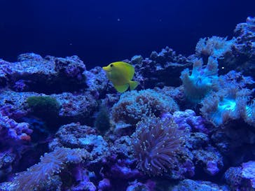 マクセル アクアパーク品川に投稿された画像（2021/4/3）