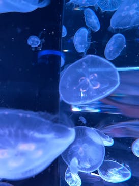 マクセル アクアパーク品川に投稿された画像（2021/4/3）