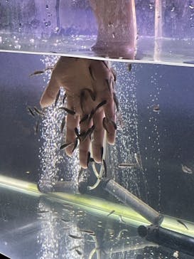 サケのふるさと 千歳水族館に投稿された画像（2021/4/3）