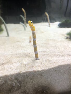 京都水族館に投稿された画像（2021/4/3）