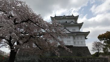 小田原城に投稿された画像（2021/4/3）