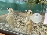 しろとり動物園に投稿された画像（2021/4/3）