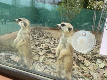 しろとり動物園に投稿された画像（2021/4/3）