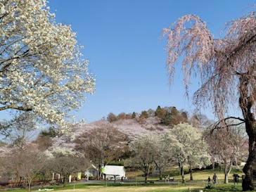 伊香保グリーン牧場に投稿された画像（2021/4/3）