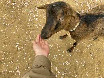 成田ゆめ牧場に投稿された画像（2021/4/3）