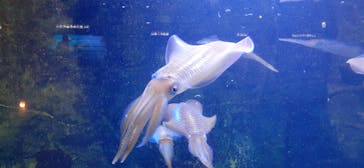 鳥羽水族館に投稿された画像（2021/4/3）