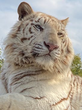 群馬サファリパークに投稿された画像（2021/4/3）