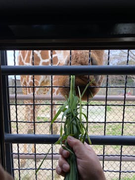 群馬サファリパークに投稿された画像（2021/4/3）