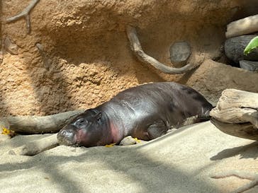 神戸どうぶつ王国に投稿された画像（2021/4/3）