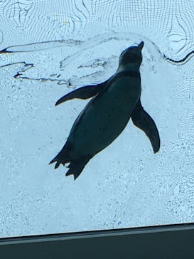 九十九島動植物園森きららに投稿された画像（2021/4/3）