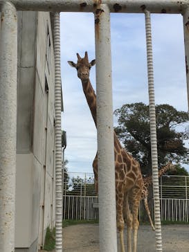 九十九島動植物園森きららに投稿された画像（2021/4/3）
